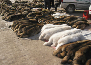 中国 自然な形の実質のアライグマの毛皮のフードのトリム、日焼けさせた皮の黒の毛皮のコートつば  サプライヤー