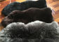 実質の羊皮の敷物の自然で長く黒いウールのメリノの子ヒツジの毛皮のフロアーリング カバー サプライヤー