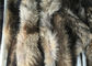 大きく取り外し可能なアライグマのフードのトリム、自然な色のオーバーコートの毛皮つば  サプライヤー
