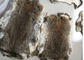 冬のための全レックスのウサギの皮の実質の柔らかく柔らかく重い密度を並べるコート サプライヤー