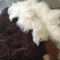 100%の羊皮の自然で長い毛のモンゴルのLambskinのクリームの白い巻き毛の毛皮の敷物 サプライヤー