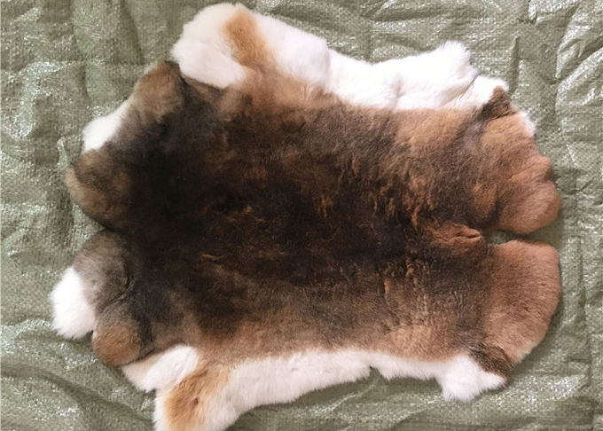 自然なチンチラのレックスのウサギの毛皮、柔らかい本物のせん断されたウサギの毛皮のジャケットの皮