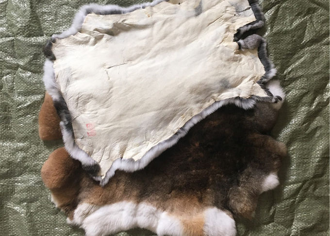 Eco友好的な日焼けさせたレックスのウサギの皮家の織物/枕のための1.5-3 Cmの毛皮の長さ