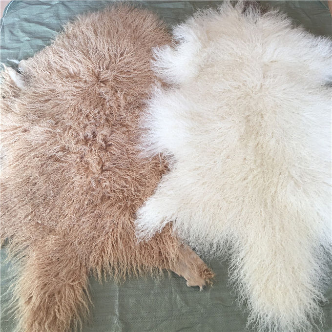 長い巻き毛の羊皮の物質的で自然で白いチベットのlambswoolのモンゴルの毛皮は隠れます