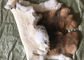 コートのライニングの付属品のレックスのウサギの皮の滑らかで自然なブラウン色25*35cm サプライヤー